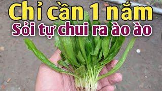 Bài thuốc trị Sỏi Thận, Hội miệng... PHAN HẢI channel.