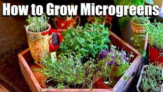 How to Grow Microgreens Indoors on Your Windowsill from Seed to Harvest // Indoor Garden Series 