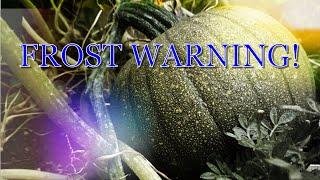 FROST WARNING!  What to do?  How to cover your plants! #Shorts