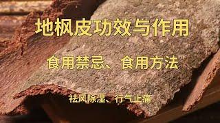 追地风、地枫皮功效与作用（祛风除湿、行气止痛）地枫皮食用禁忌及食用方法#地枫皮食 #草药 #中药材 #追地风