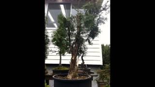 Brandon Hedge Cedar Bonsai #1 trailer