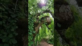 Moriorka Weeping Katsura Tree #tree #nursery #katsura