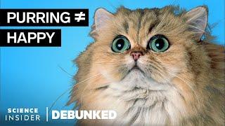 Veterinarians Debunk 13 Cat Myths