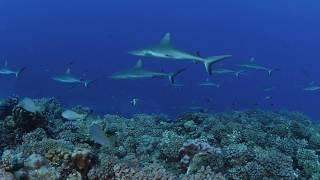 The wall of sharks - Fakarava