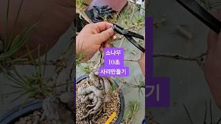 소나무분재 사리만들기 10초면 뚝딱 따라해보세요~