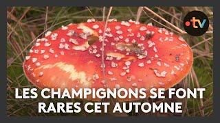 L'arrivée timide des champignons comestibles dans les forêts