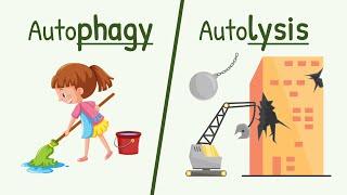 Autophagy and Autolysis || Functions of Lysososme