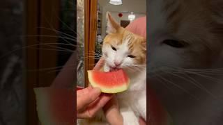 Cat eating watermelon #cat #eating #watermelon #猫