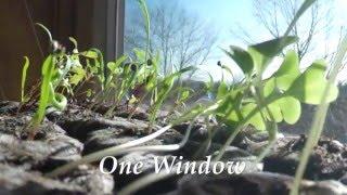 One Window, 100 Seedlings