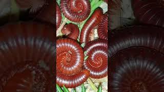 Millipede Experts Warn You're Making This ONE Care Routine Mistake!