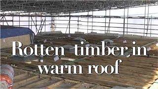 Rotten timber found in new insulated flat roof