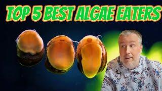 Top 5 Algae Eaters You Didn’t Know About