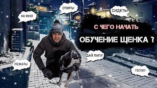 С чего начать обучение щенка?