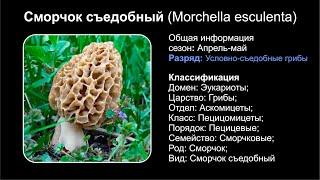 Сморчок съедобный (Morchella esculenta)