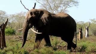 Curious Elephant on walking safari in Pafuri