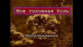 Морской аквариум вдали от дома! домовой михалыч