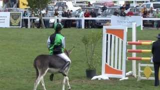 Barnadown Donkey Derby