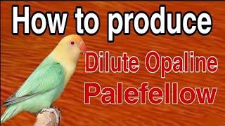 How to produce Parblue Dilute Opaline palefellow | Dilute Opaline palefellow.