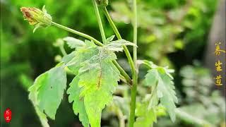 Health and knowledge of all kinds of herbs [Ghost Needle Grass]