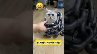  Mèo Dễ Thương Nhưng Vẫn Ăn Phạt #thúcưng #vậtnuôi #chómèohàihước #funny #pets #cat #cute