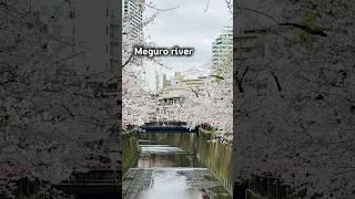 [내 생애 처음 만끽한 일본 벚꽃] 메구로강 주변 끝없이 펼쳐진 벚꽃로드... 내국인 외국인 전세계 사람들이 다 모여 있었다. #도쿄여행 #메구로강 #벚꽃축제
