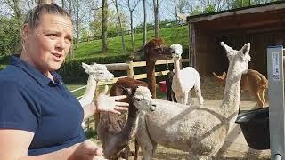 ALEX & ALPACAS