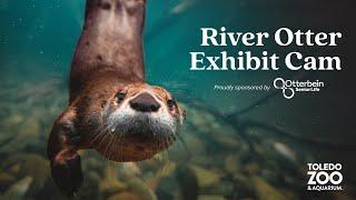 River Otter Exhibit, LIVE | Toledo Zoo