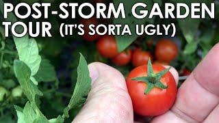 Post-Storm Garden Tour - It's HOT and Ugly! || Black Gumbo