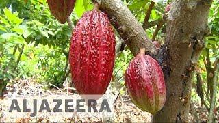 Ecuador’s cocoa farmers making fair trade chocolate