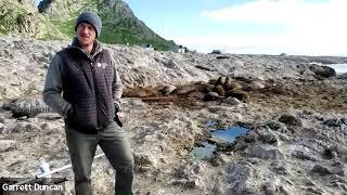 Live from the Farallones: The Saga of the Island's Seals & Sea Lions
