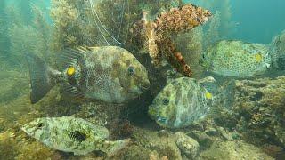 Amazing! Underwater Video in Net Fishing | Philippines