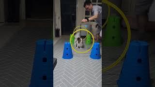파피용세리  큰 집으로 이사가야하나 #파피용#어질리티