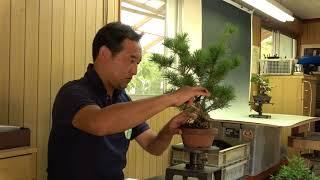 Bonsai craftsman Mr Miura is cutting  Goyoumatsu (1).