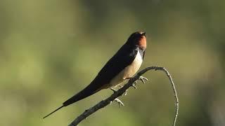 Hirundo rustica