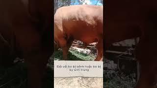 Vỗ Béo Bò Bằng Đường  #agriviet #farming #agriculture #nuoibo #vobeobo #cow #cowfarm #bothit