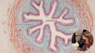 Microscopic anatomy of the ureter (and a bit of kidney)