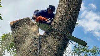 The best skill cutting down 2 Huge trees with strongest chainsaw ‼️