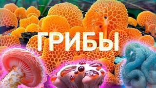 САМЫЕ НЕОБЫЧНЫЕ ГРИБЫ МИРА