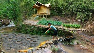 Build a stream into a pond, raise fish, garden. 2 Months Off Grid Cabin