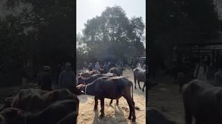Buffalo market in Nepal   # shorts#ytshorts#youtubeshorts #viralshorts#youtube #nambindb
