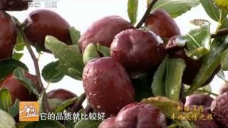 20141107 美丽中国乡村行 新疆温宿丰收激情之旅