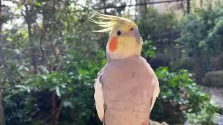 Sun bathing in the outdoor Aviary | Cockatiel & Caique parrot |JC133