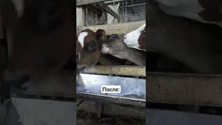 #ферма #subscribe #viral #cute #сельскоехозяйство #cat #top #combat #жизнь #мир #jersey #oogway