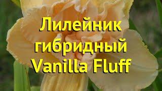 Лилейник гибридный Ванилла Флафф. Краткий обзор, описание характеристик hemerocallis Vanilla Fluff