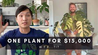 Variegated Mint Monstera Sold for $15,000! What Does it Mean? | Ep 120