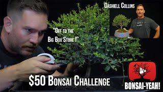 $50 Bonsai Challenge: Dashiell Collins - Bonsai-YEAH! #BonsaiChallenge