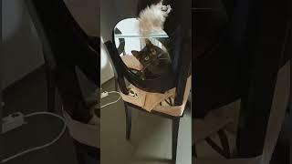 funny Cats