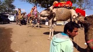 India Travel: Camel mania in Pushkar, Rajasthan