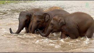 Then and Now: How Rescue Changed These Baby Elephants’ Lives - ElephantNews