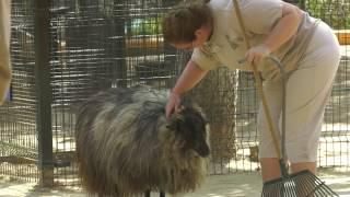 Shetland Sheep: Meet Fancy